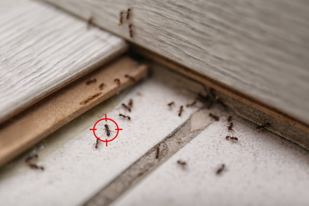 Best Pest Prevention Services  in Priest River, ID