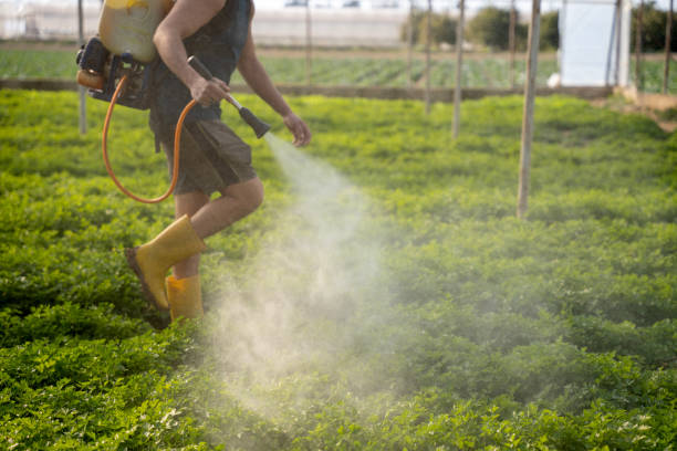 Best Wasp Removal Services  in Priest River, ID