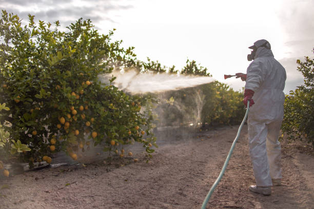 Insect Control in Priest River, ID
