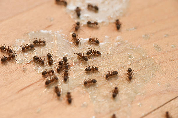 Best Termite Control Services  in Priest River, ID