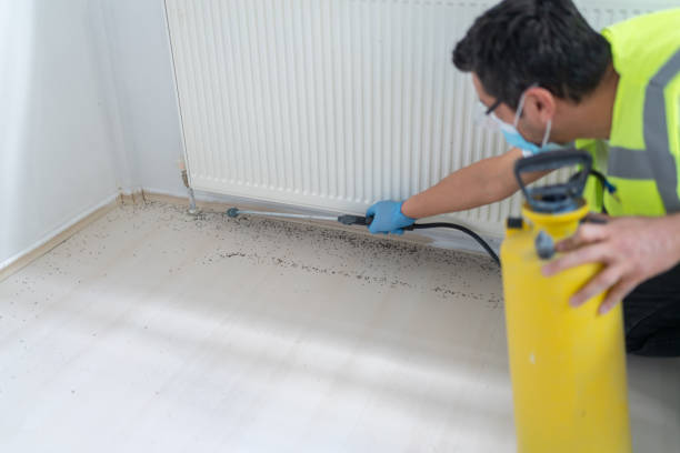 Wasp Removal Services in Priest River, ID
